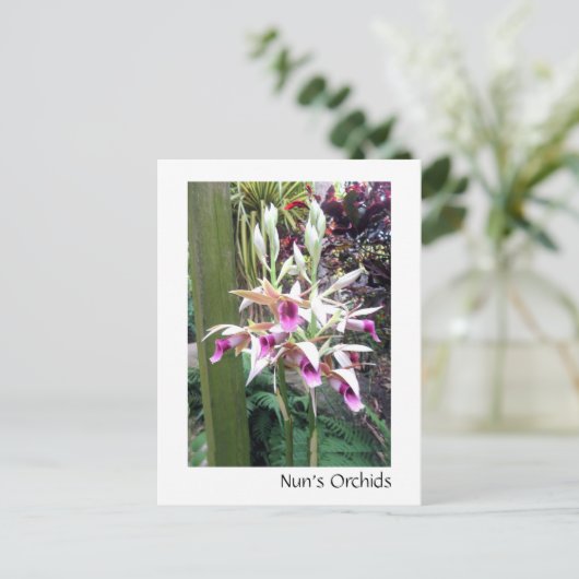 修道女の蘭 ポストカード (スタンド正面)