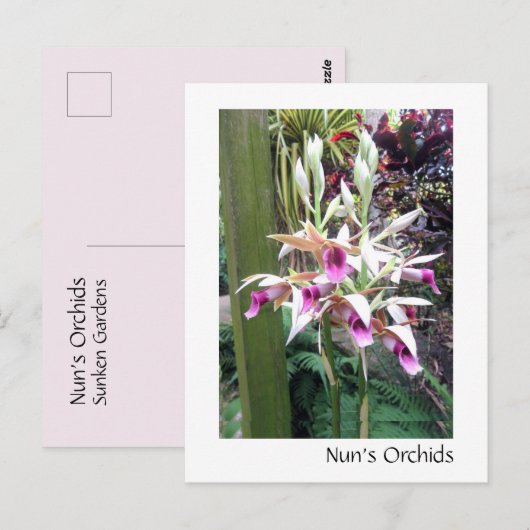 修道女の蘭 ポストカード (正面/裏面)