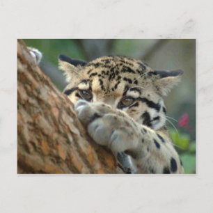 俺が手に入れたか? ポストカード