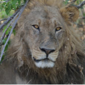 俺と話してるのか！ライオンが凝視する。 Tシャツ