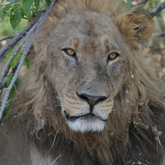 俺と話してるのか！ライオンが凝視する。 Tシャツ