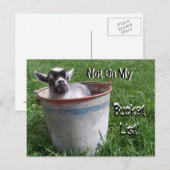 俺のバケットリストにない！バケツのはがきに入ったヤギ ポストカード (正面/裏面)