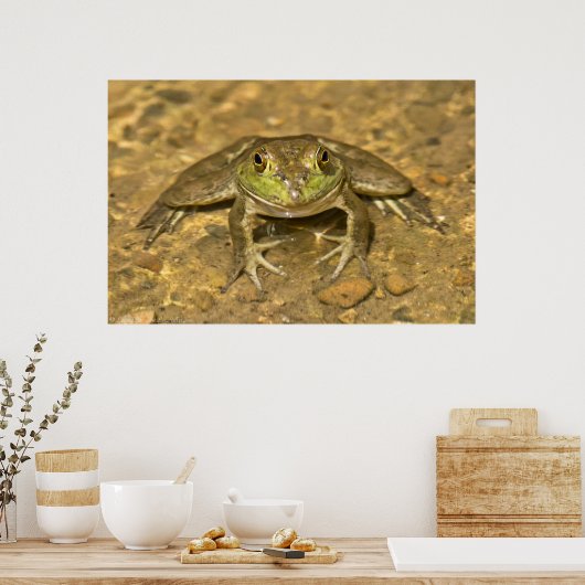 俺を見てるのか？アメリカのブルカエルのポスター ポスター (キッチン)