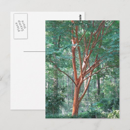 個々のはがき ポストカード (正面/裏面)