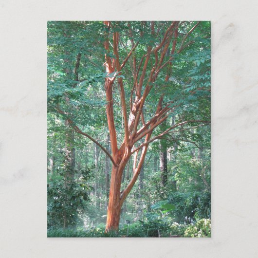 個々のはがき ポストカード (正面)