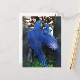 _個のパロートのはがき ポストカード