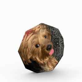 個人用家族ペット結婚のベビー休暇 フォトブロック