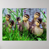 個別効果の鳥11 ポスター (正面)