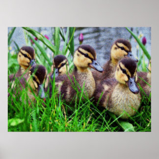 個別効果バード11 ぼやけ ポスター