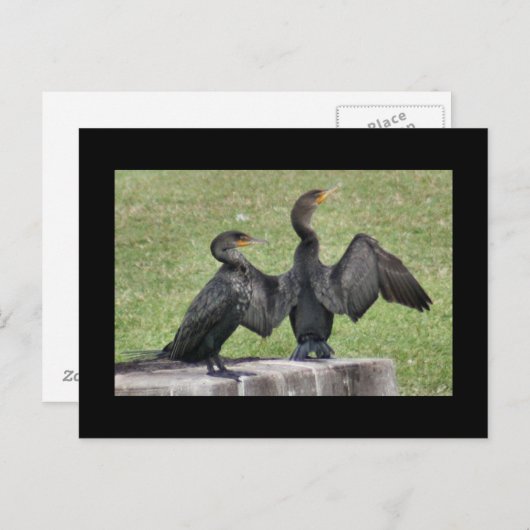 倍によって頂点に達される鵜の写真の郵便はがき ポストカード (正面/裏面)