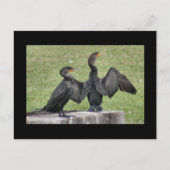 倍によって頂点に達される鵜の写真の郵便はがき ポストカード (正面)