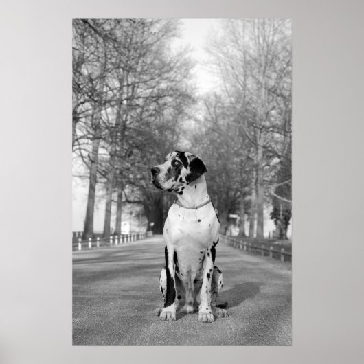 偉大なダンのポスター ポスター (正面)