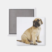 偉大なダンの子犬がスタジオに座って マグネット (正面/裏面)