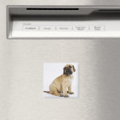 偉大なダンの子犬がスタジオに座って マグネット (インサイチュ (食洗機))