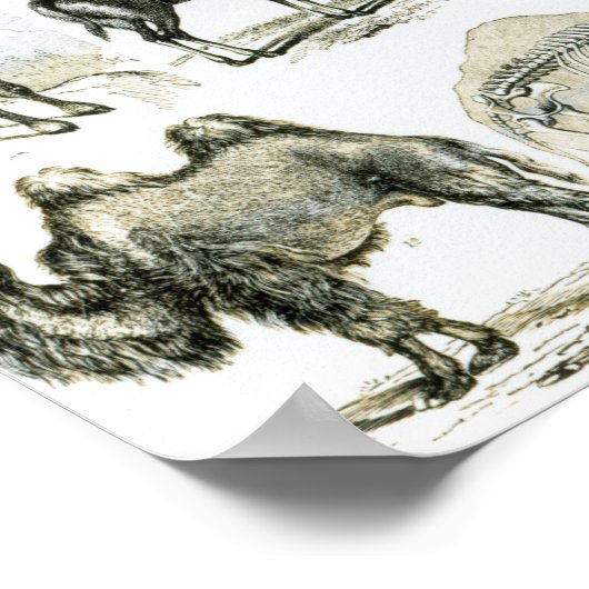 偏天動物または有蹄動物 ポスター (角)