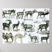 偏天動物または有蹄動物 ポスター (正面)
