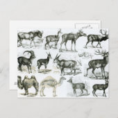 偏天動物または有蹄動物 ポストカード (正面/裏面)