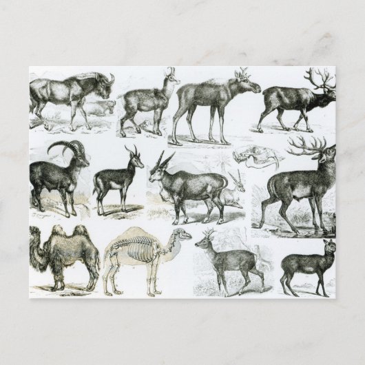 偏天動物または有蹄動物 ポストカード (正面)