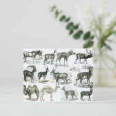 偏天動物または有蹄動物 ポストカード (スタンド正面)