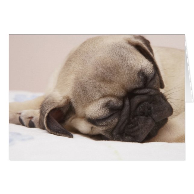 健全に眠っている子犬 (正面横)