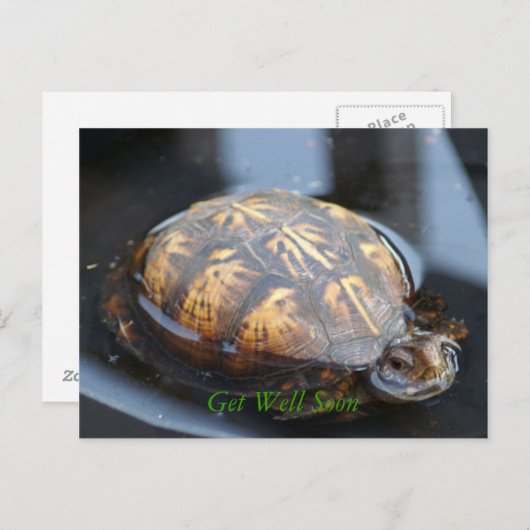 健康なカメの郵便はがきをすぐに得て下さい ポストカード (正面/裏面)