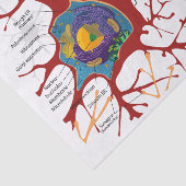 健康なニューロン神経 薄葉紙 (詳細)