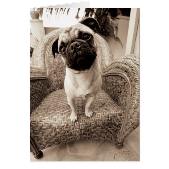 側面にタイトルを付けられる頭部が付いているパグ (正面)