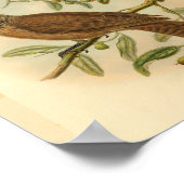 偽のオリオールブラウン斑点のあるヴィンテージ鳥プリント ポスター (角)