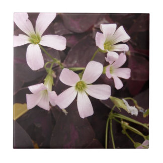 偽のシャムロックOxalis Triangularis タイル