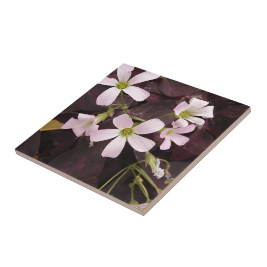 偽のシャムロックOxalis Triangularis タイル (側面)