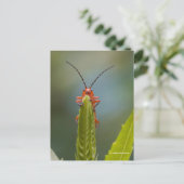 偽のトンボにカワイイ兵士のカブトムシ ポストカード (スタンド正面)