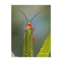 偽のトンボにカワイイ兵士のカブトムシ