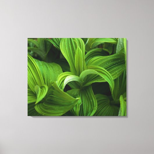 偽のヘラボーに降りかかる キャンバスプリント (正面)