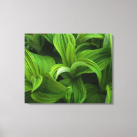 偽のヘラボーに降りかかる