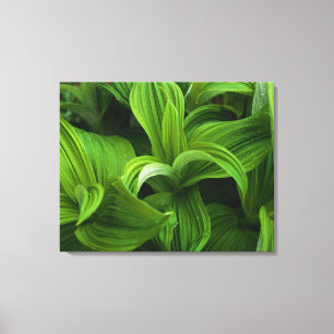 偽のヘラボーに降りかかる キャンバスプリント