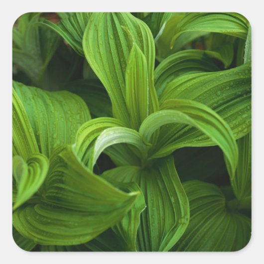 偽のヘラボーに降りかかる スクエアシール (正面)