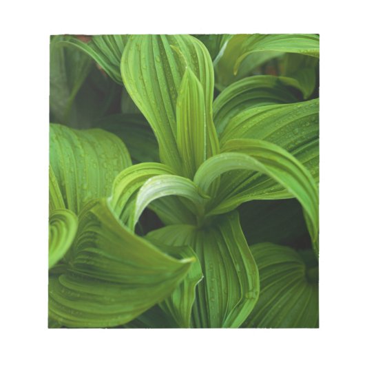 偽のヘラボーに降りかかる ノートパッド (正面)