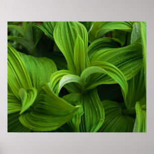 偽のヘラボーに降りかかる ポスター