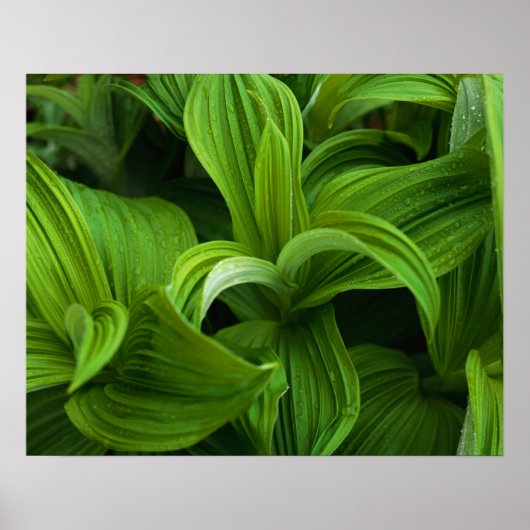 偽のヘラボーに降りかかる ポスター (正面)