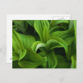 偽のヘラボーに降りかかる ポストカード (正面/裏面)