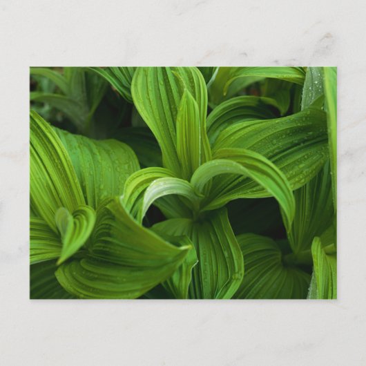 偽のヘラボーに降りかかる ポストカード (正面)