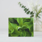 偽のヘラボーに降りかかる ポストカード (スタンド正面)