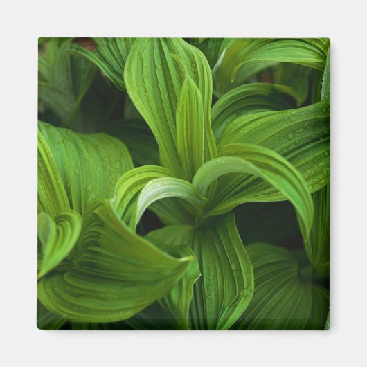 偽のヘラボーに降りかかる マグネット (正面)