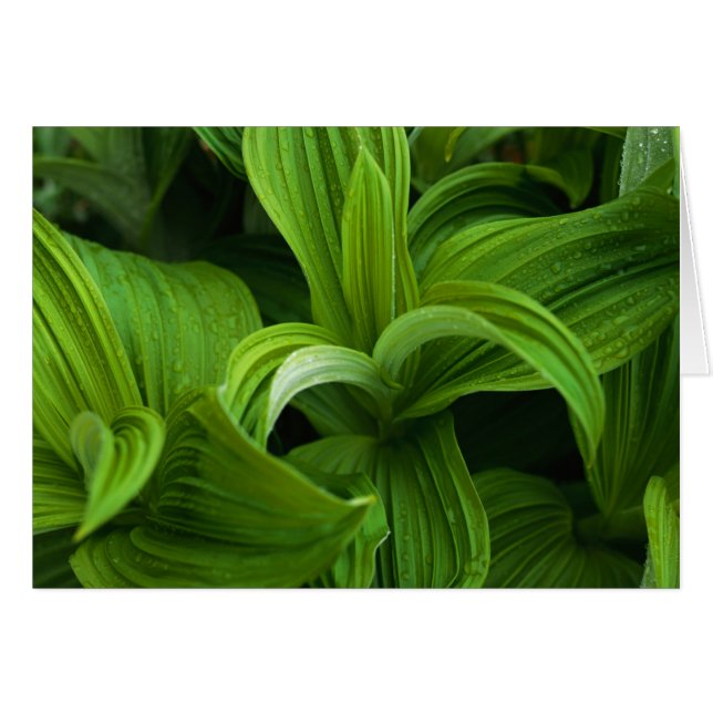 偽のHelaboreの結露 (正面横)