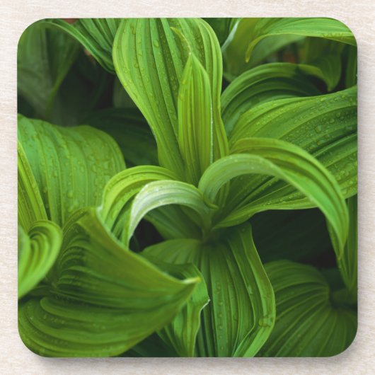 偽のHelaboreの結露 コースター (正面)