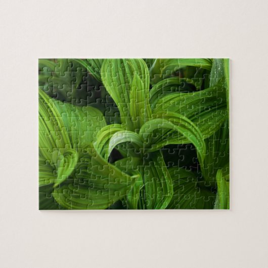 偽のHelaboreの結露 ジグソーパズル (横)