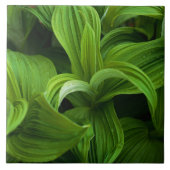 偽のHelaboreの結露 タイル (正面)