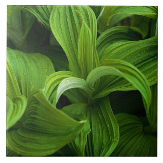 偽のHelaboreの結露 タイル (正面)