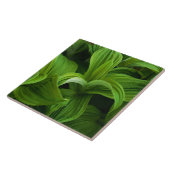 偽のHelaboreの結露 タイル (側面)