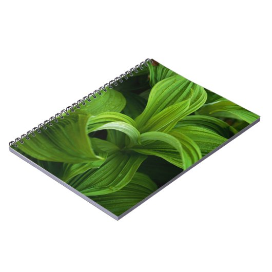 偽のHelaboreの結露 ノートブック (左側)